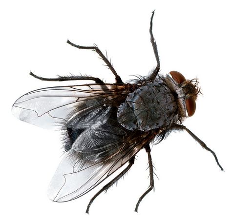 Fliege Fliege - Fliegenbekämpfung
