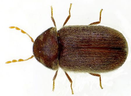 Brotkäfer Brotkäferbekämpfung - Brotkäfer