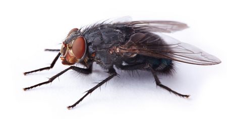 Stubenfliege Bekämpfung von Stubenfliegen