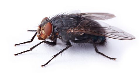 Stubenfliege Fliege - Fliegenbekämpfung