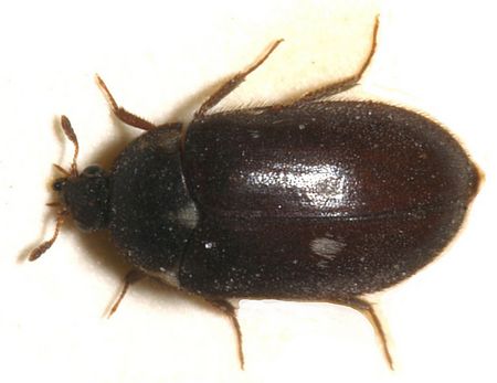 Gemeiner Pelzkäfer Pelzkäferbekämpfung - Pelzkäfer - Attagenus pellio