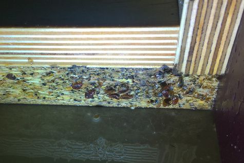 Bettwanzenbefall im Hotel