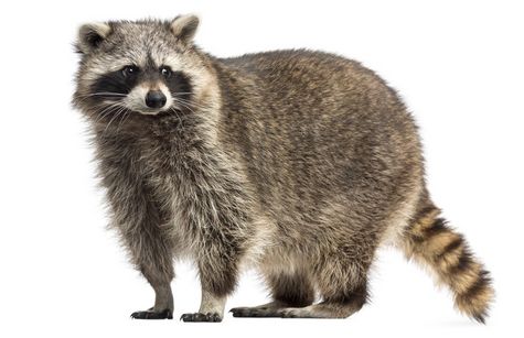 Waschbär Waschbär Vergrämung