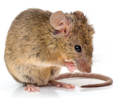 Hausmaus Hausmaus - Mäusebekämpfung