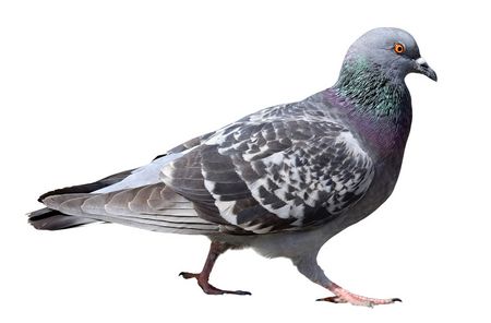 Stadttaube Taubenabwehr - Stadttaube - Columba livia f. domestica