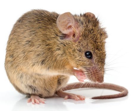 Maus Mäusebekämpfung - Hausmaus - Mus musculus