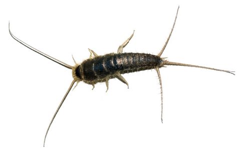 Silberfischchen Silberfischchen - Silberfischchenbekämpfung